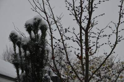 DSC_0352.JPG