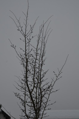 DSC_0353.JPG