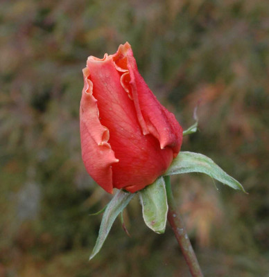 A5574a.JPG