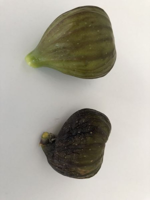 Friedrichfeige 21 Frucht.jpg