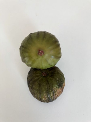 Friedrichfeige 22 Frucht.jpg