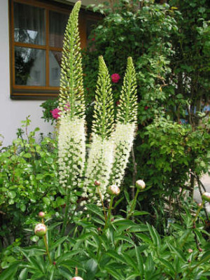 Eremurus_himallicus3.jpg