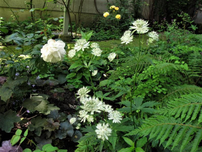 astrantia mageryfish1.JPG