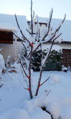 Panachee-winter-schnitt.jpg