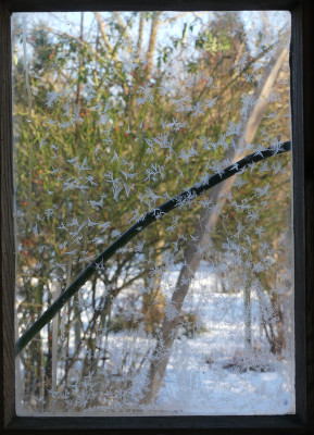 2021-01-17 Gartenimpressionen 6.jpg