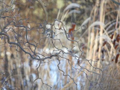 2021-01-17 Gartenimpressionen 5.jpg