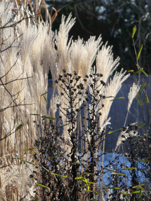 2021-01-17 Gartenimpressionen 10.jpg
