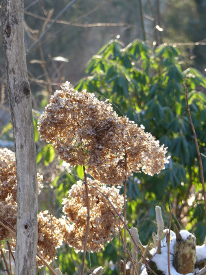 2021-01-17 Gartenimpressionen 12.jpg