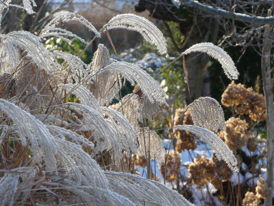 2021-01-17 Gartenimpressionen 13.jpg