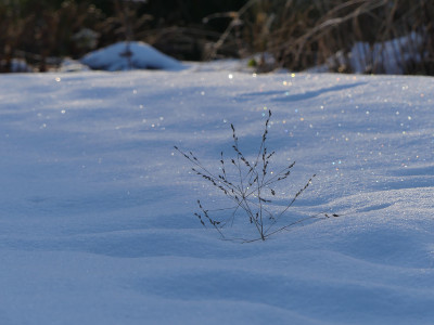 2021-01-17 Gartenimpressionen 14.jpg