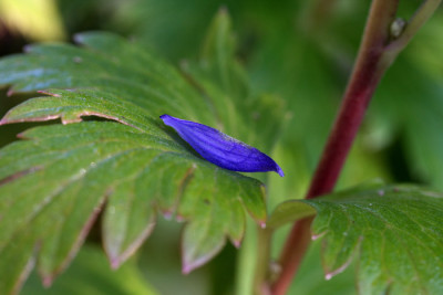 Aconitum---Versuch-1.jpg