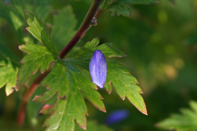 Aconitum-Versuch-3.jpg