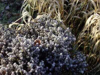 Aster_dumosus_gefrosted_2007.jpg