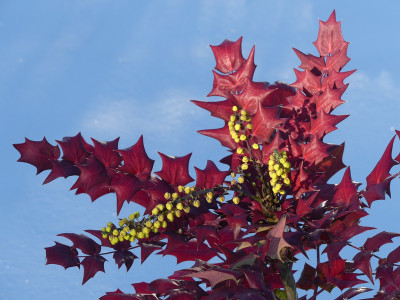 2021-01-17 Mahonia fargesii 2.jpg