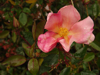 Mutabilis.jpg