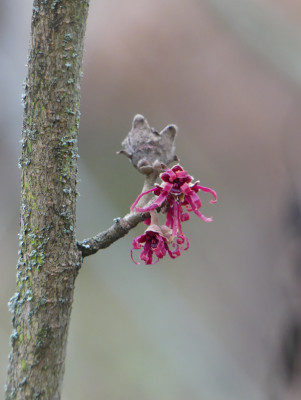 2021-01-21 Hamamelis 'Amethyst' 1.jpg