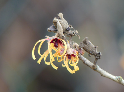 2021-01-21 Hamamelis 'Aurora' 1.jpg