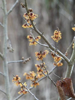 2021-01-21 Hamamelis 'Harry' 1.jpg