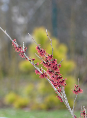 2021-01-21 Hamamelis 'Old Copper' 2.jpg
