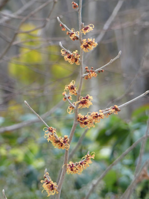 2021-01-21 Hamamelis 'Robert' 2.jpg