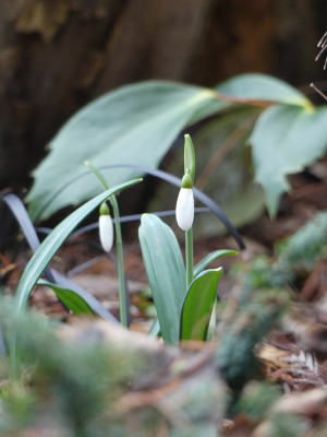 2021-01-21 Galanthus 'Colossus' 1.jpg