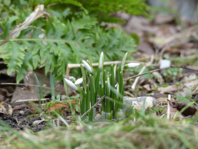 2021-01-21 Galanthus nivalis ‚Anglesey Abbey' 1.jpg
