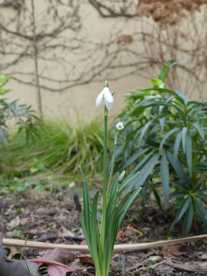 2021-01-21 Galanthus r.-o. 'Christine' 1.jpg