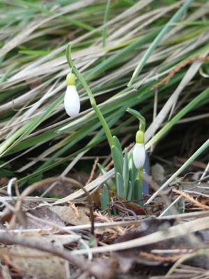 2021-01-21 Galanthus 'Sutton Courtenay' 1.jpg