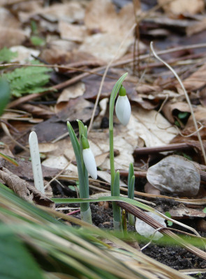 2021-01-21 Galanthus 'Mrs. Macnamara' 1.jpg