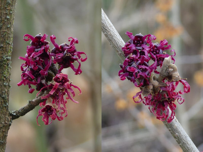 2021-01-22 Hamamelis 'Tsukubana Kurenai' 'Amethyst' 'Birgit' 2.jpg