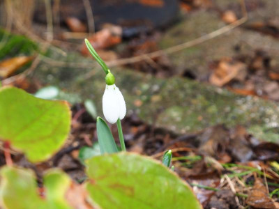 Galanthus elwesii P1220162.JPG