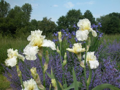IRIS.WEISS2.jpg