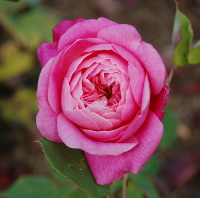 Comtesse_de_Leusse_0010__R_18330.jpg