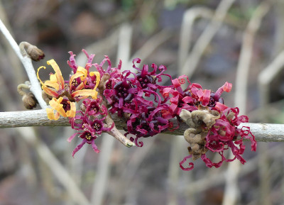 2021-01-22 Hamamelis 'Harry' 'Amethyst' 'Tsukubana Kurenai' 'Diane' 'Birgit' 2.jpg
