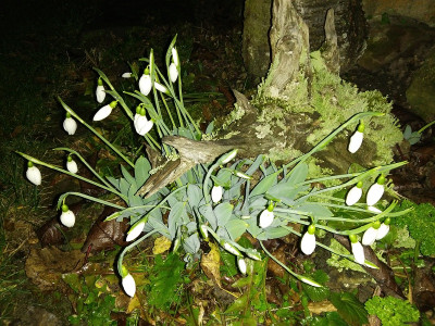 Galanthus elwesii 19117.jpg