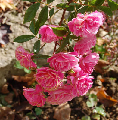 Gartendirektor_Otto_Linne_0010__T1_18256.jpg