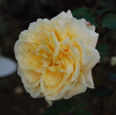 Queen_Nefertiti_0010__HR_18279.jpg