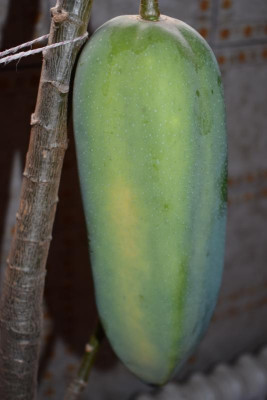 Babaco 003.JPG