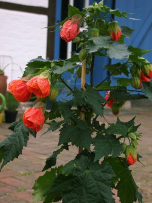Abutilon002.jpg