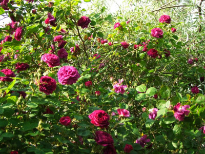 2020_0314JuniRosen0009.JPG
