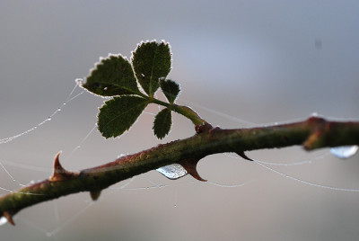 Roseneistropfen-k.jpg