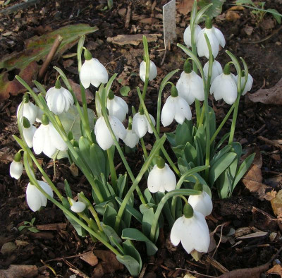Galanthus Godfrey Owen21-2.jpg