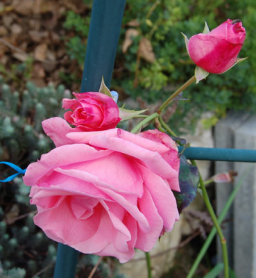 Lawinia_0010__S1_18311.jpg