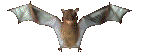 fledermaus03.gif