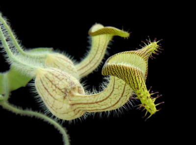 Aristolochia ridicula yellow morph.JPG