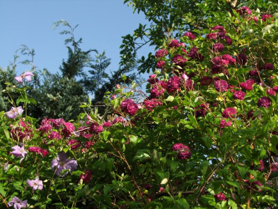 Bleu Magenta.jpg