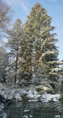 redwoods1.jpg