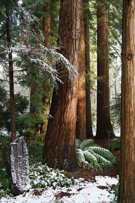 redwoods2.jpg