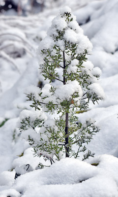 phyllocladus.jpg