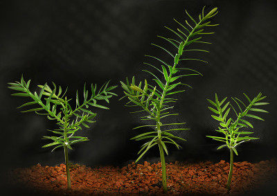 retrophyllum3.jpg
